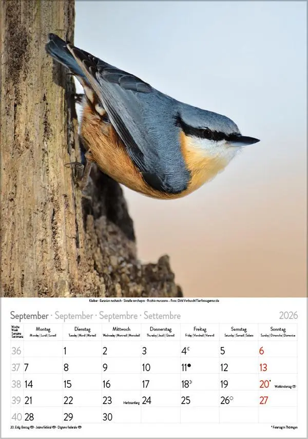 Bild: 9783731883647 | Vögel 2026 | Verlag Korsch | Kalender | Spiralbindung | 13 S. | 2026