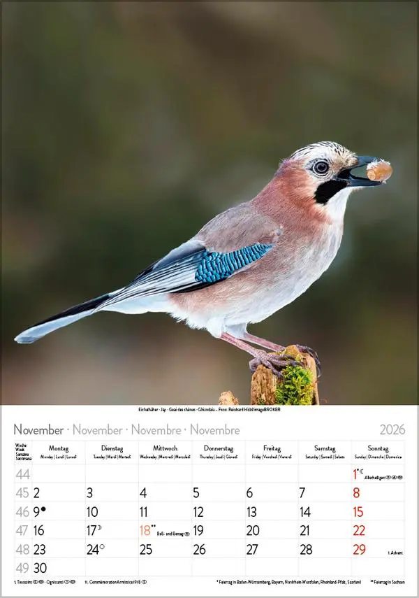 Bild: 9783731883647 | Vögel 2026 | Verlag Korsch | Kalender | Spiralbindung | 13 S. | 2026