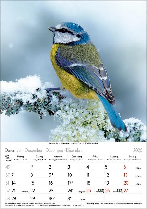 Bild: 9783731883647 | Vögel 2026 | Verlag Korsch | Kalender | Spiralbindung | 13 S. | 2026
