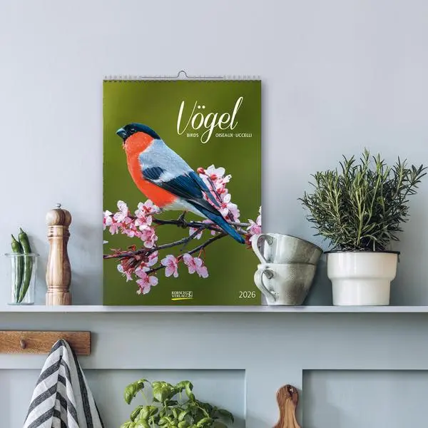 Bild: 9783731883647 | Vögel 2026 | Verlag Korsch | Kalender | Spiralbindung | 13 S. | 2026