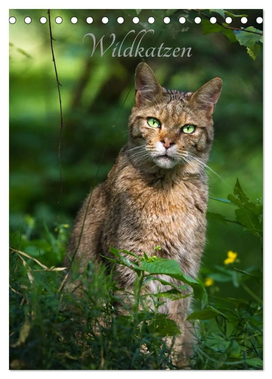 Cover: 9783516423747 | Wildkatzen - scheue Jäger (Tischkalender 2026 DIN A5 hoch),...