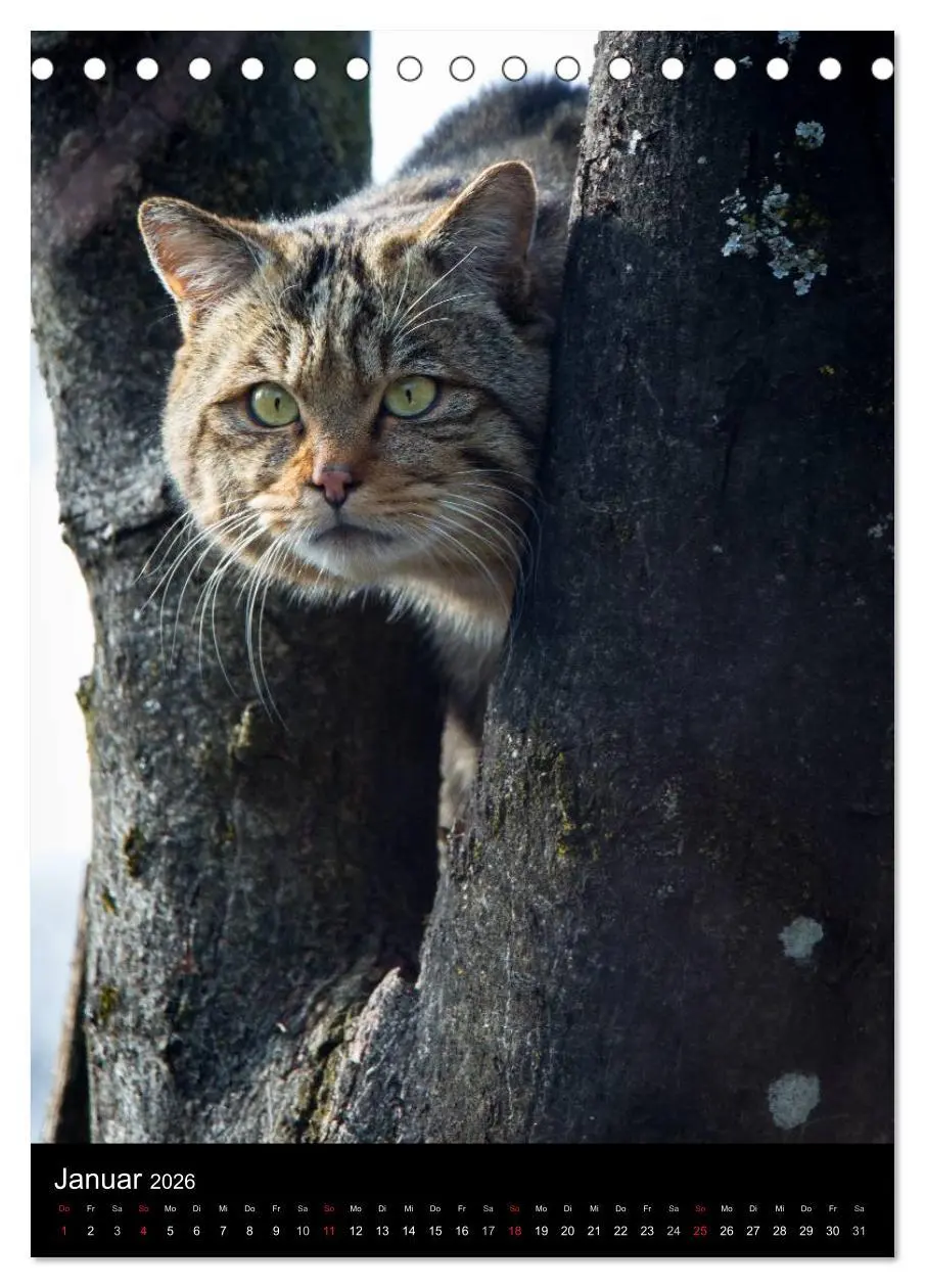 Bild: 9783516423747 | Wildkatzen - scheue Jäger (Tischkalender 2026 DIN A5 hoch),...