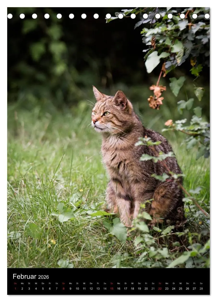 Bild: 9783516423747 | Wildkatzen - scheue Jäger (Tischkalender 2026 DIN A5 hoch),...
