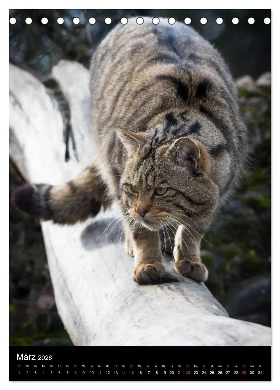 Bild: 9783516423747 | Wildkatzen - scheue Jäger (Tischkalender 2026 DIN A5 hoch),...