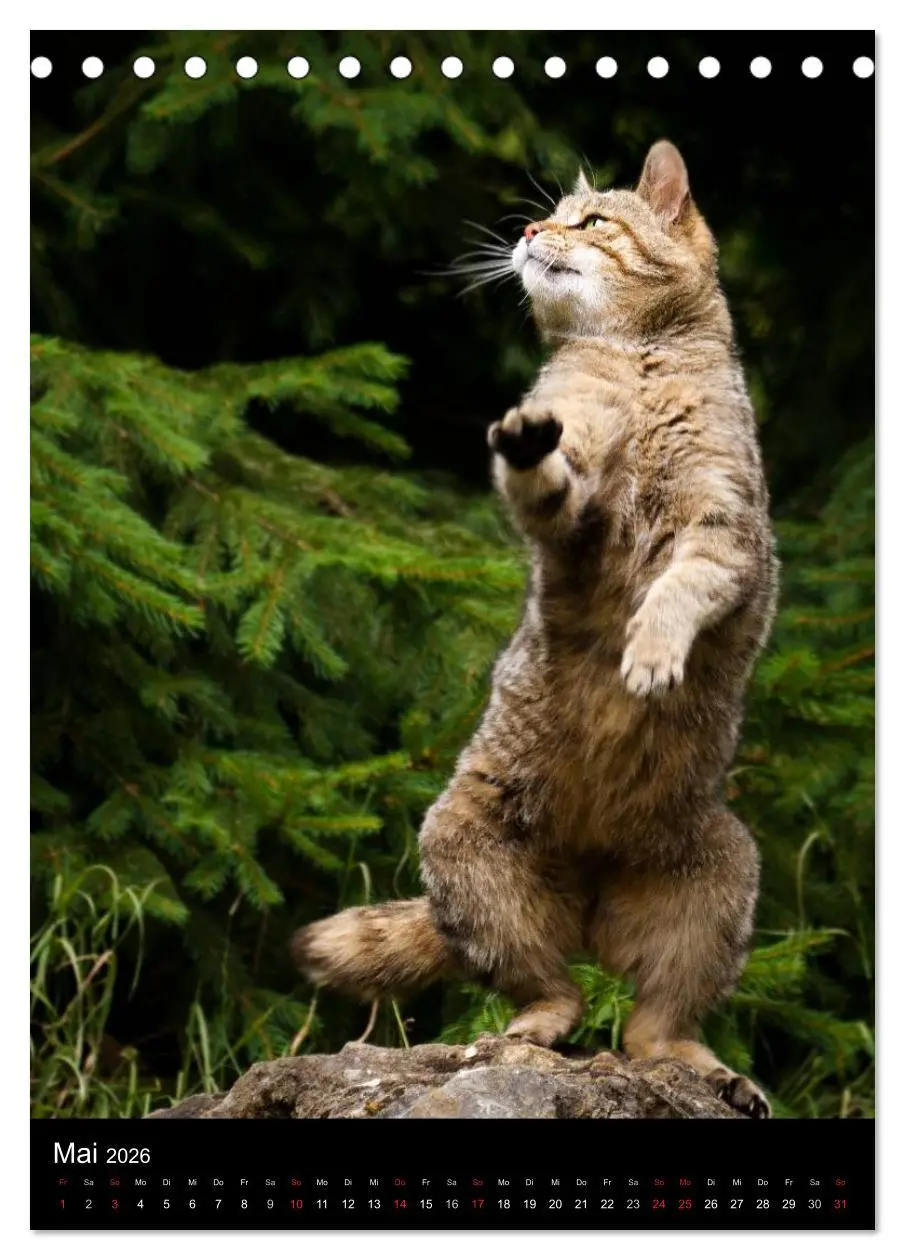 Bild: 9783516423747 | Wildkatzen - scheue Jäger (Tischkalender 2026 DIN A5 hoch),...