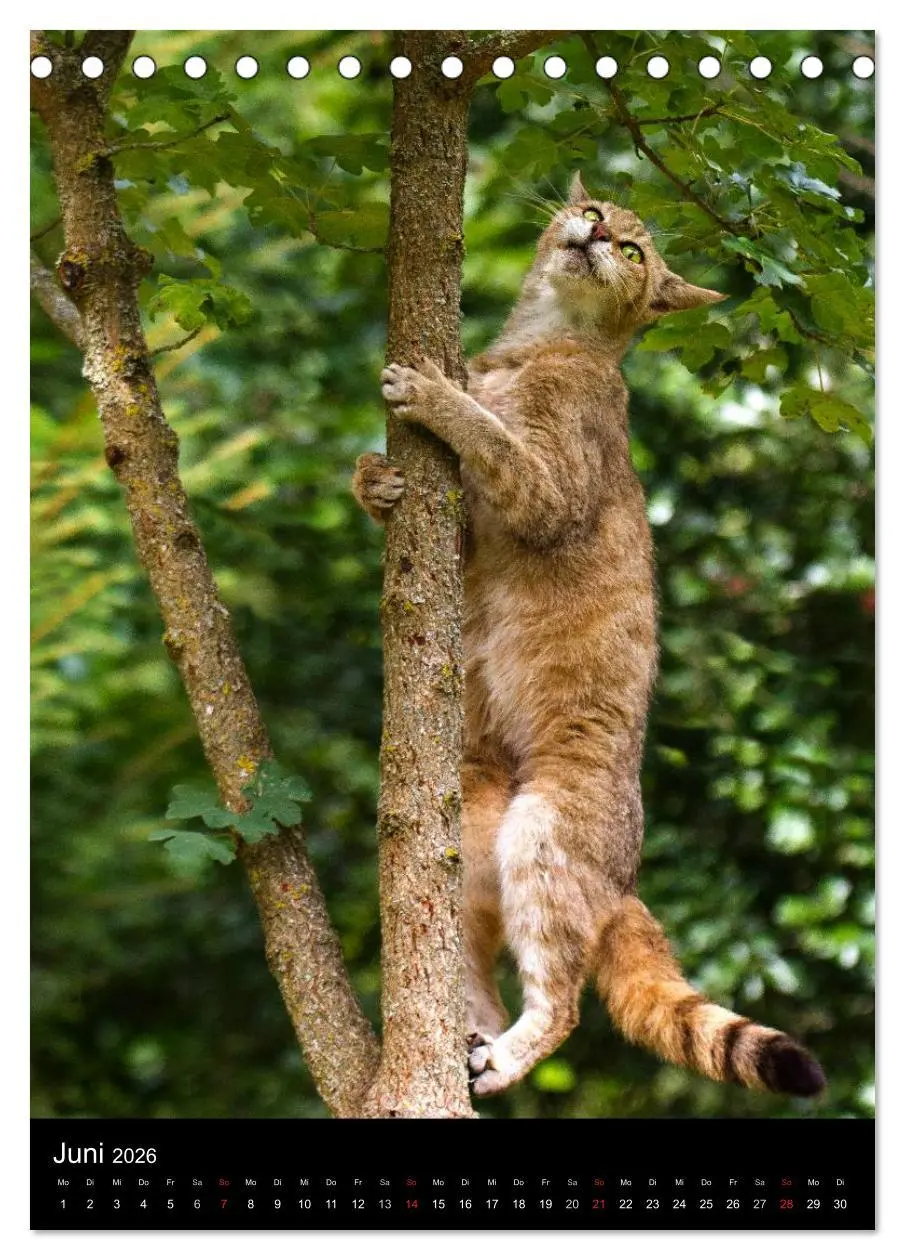 Bild: 9783516423747 | Wildkatzen - scheue Jäger (Tischkalender 2026 DIN A5 hoch),...