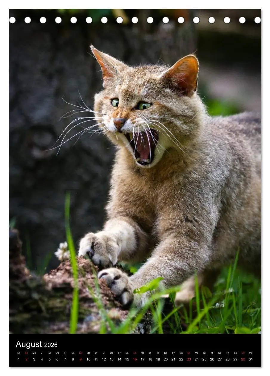 Bild: 9783516423747 | Wildkatzen - scheue Jäger (Tischkalender 2026 DIN A5 hoch),...