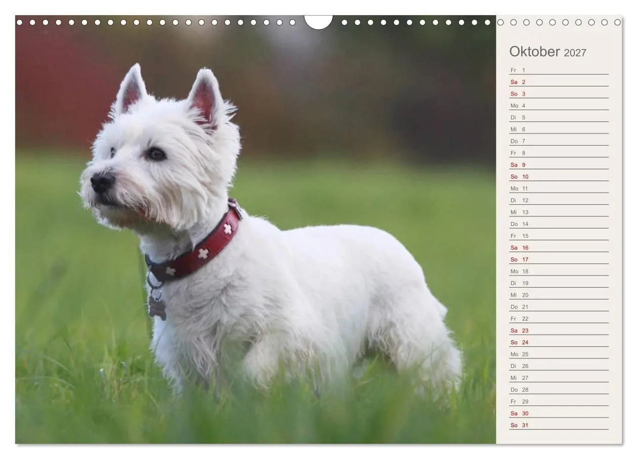 Bild: 9783569823747 | West Highland White Terrier - Selbstbewustes Powerpaket - der...