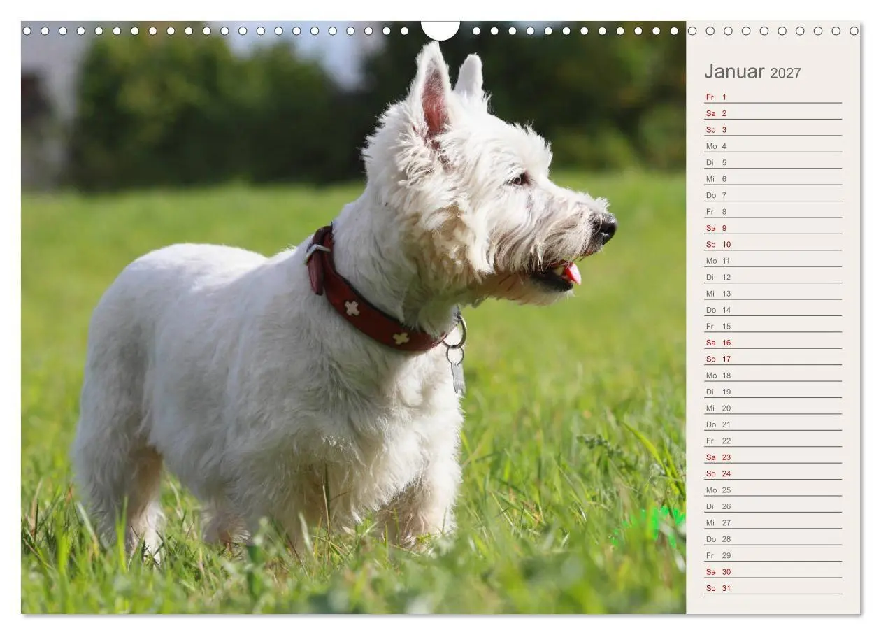 Bild: 9783569823747 | West Highland White Terrier - Selbstbewustes Powerpaket - der...
