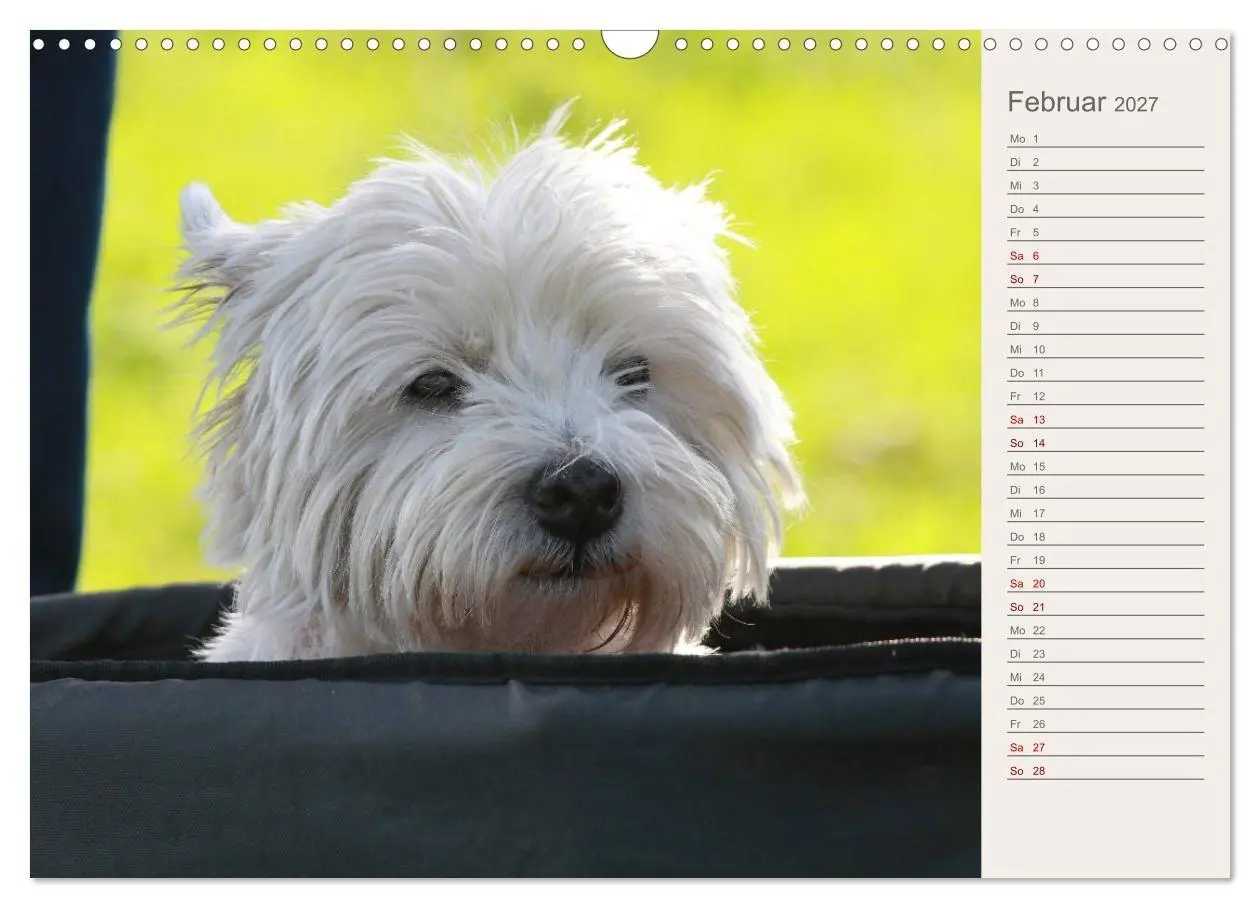 Bild: 9783569823747 | West Highland White Terrier - Selbstbewustes Powerpaket - der...