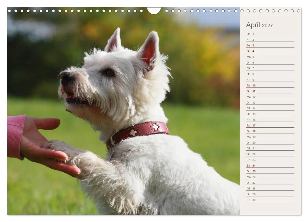 Bild: 9783569823747 | West Highland White Terrier - Selbstbewustes Powerpaket - der...