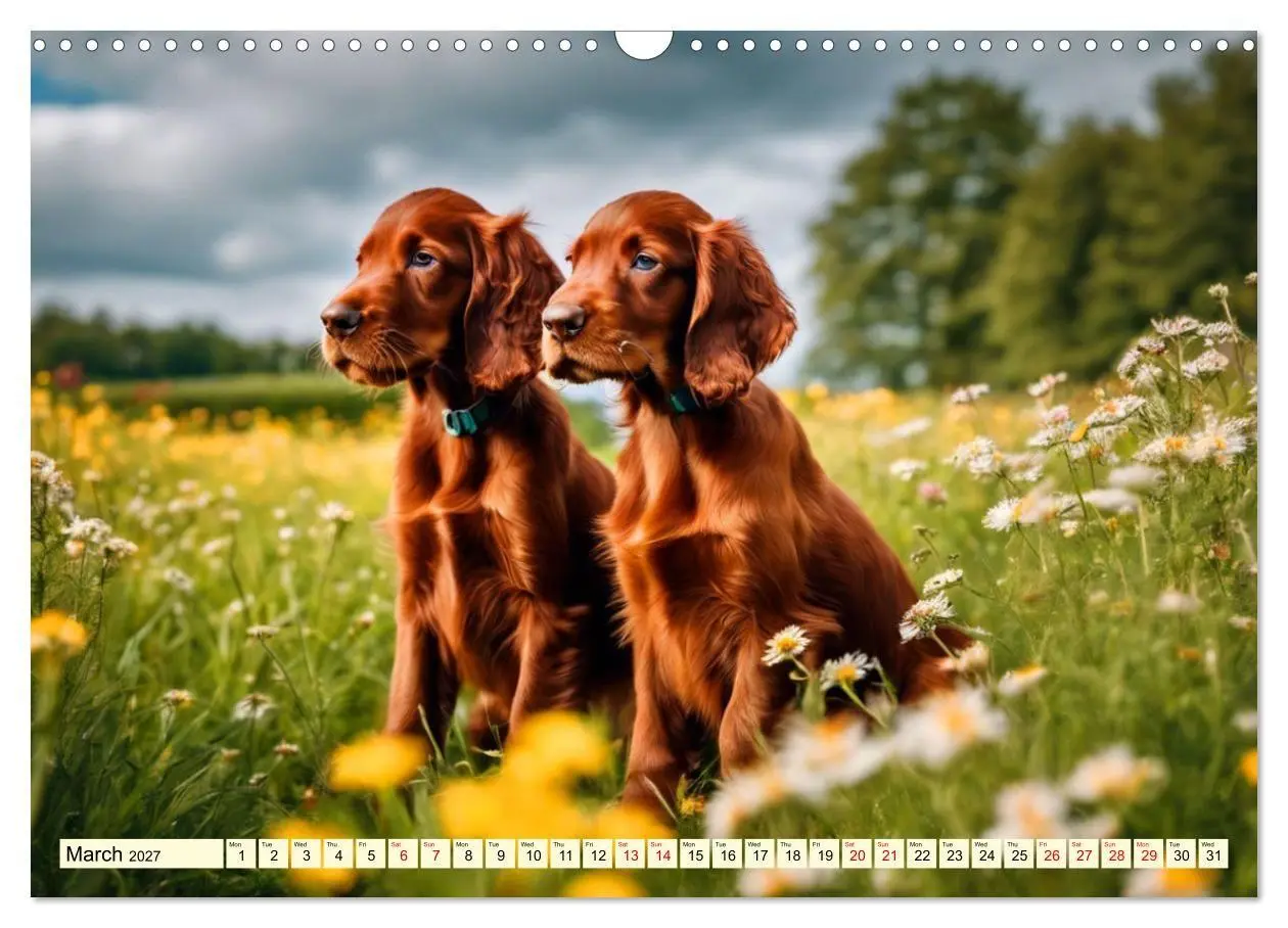 Bild: 9783569123847 | Irish Setter - pure grace (Wall Calendar 2027 DIN A3 landscape),...