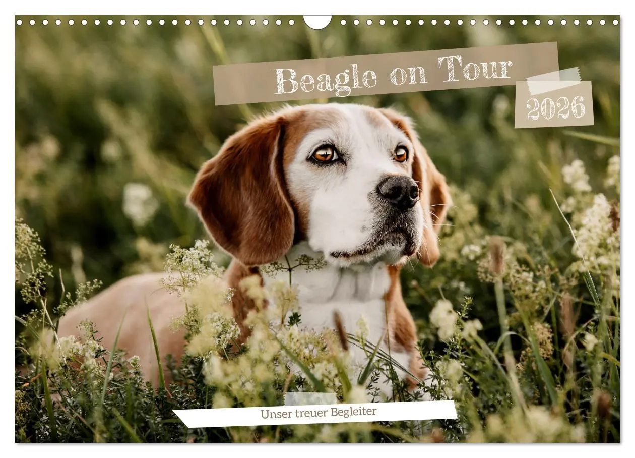 Cover: 9783457553947 | Beagle - Unser treuer Begleiter (Wandkalender 2026 DIN A3 quer),...