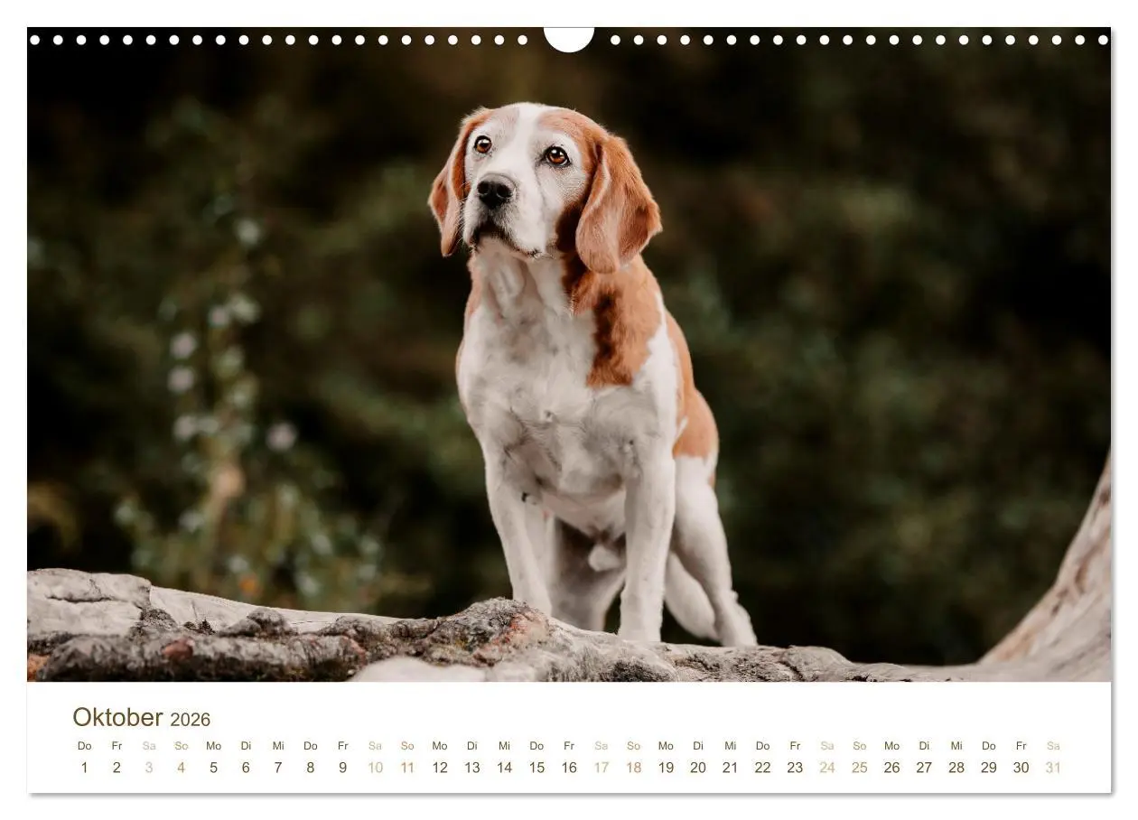 Bild: 9783457553947 | Beagle - Unser treuer Begleiter (Wandkalender 2026 DIN A3 quer),...