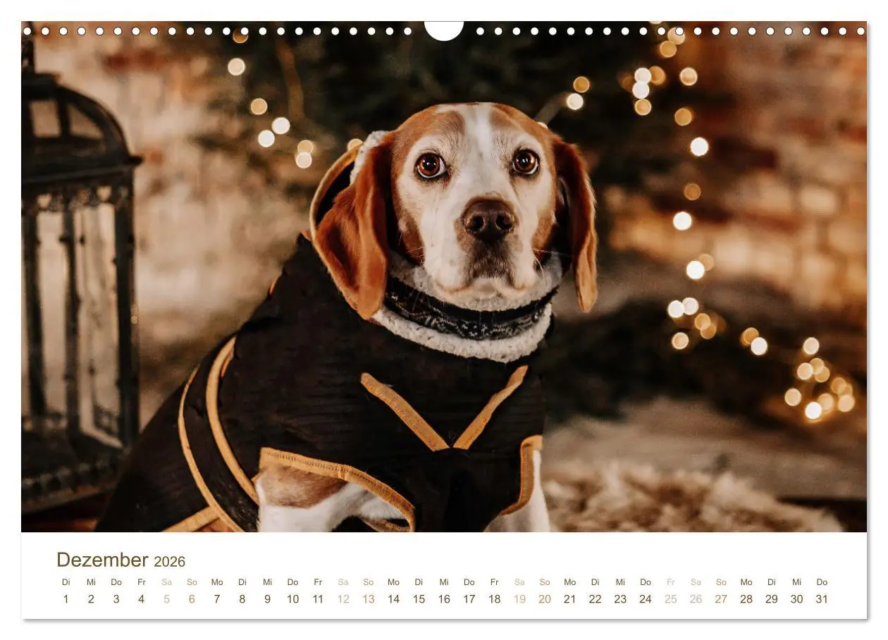 Bild: 9783457553947 | Beagle - Unser treuer Begleiter (Wandkalender 2026 DIN A3 quer),...