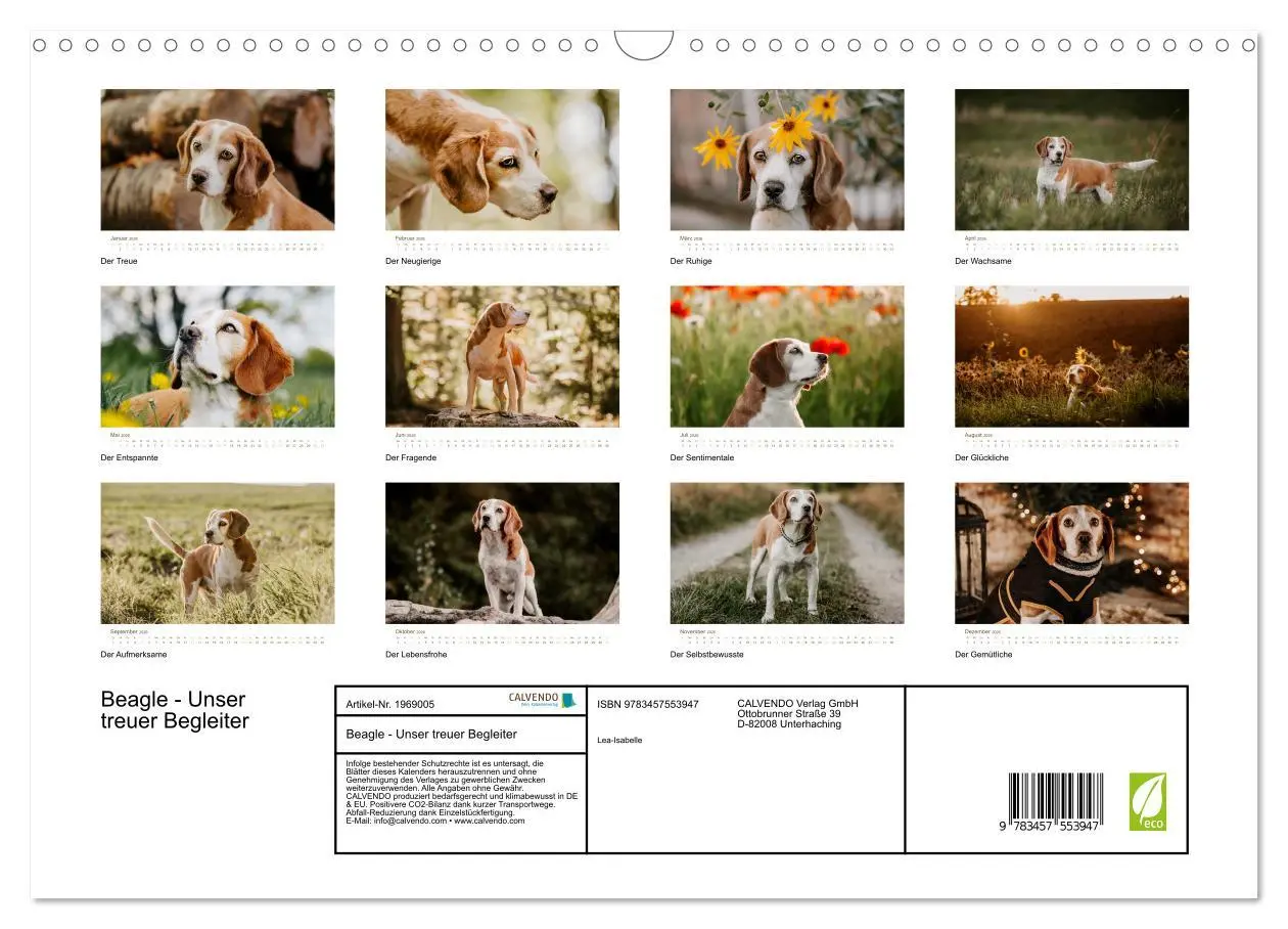 Bild: 9783457553947 | Beagle - Unser treuer Begleiter (Wandkalender 2026 DIN A3 quer),...
