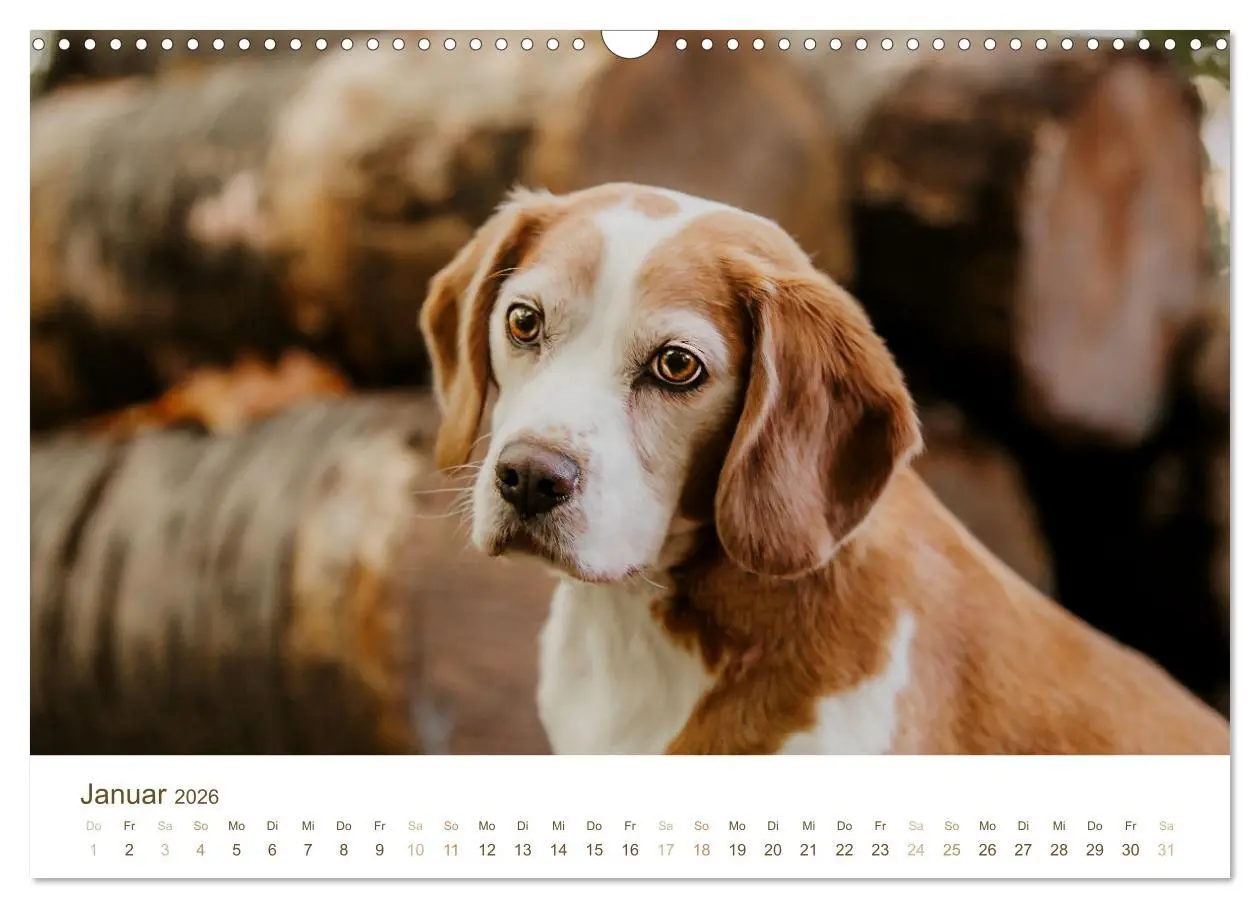 Bild: 9783457553947 | Beagle - Unser treuer Begleiter (Wandkalender 2026 DIN A3 quer),...