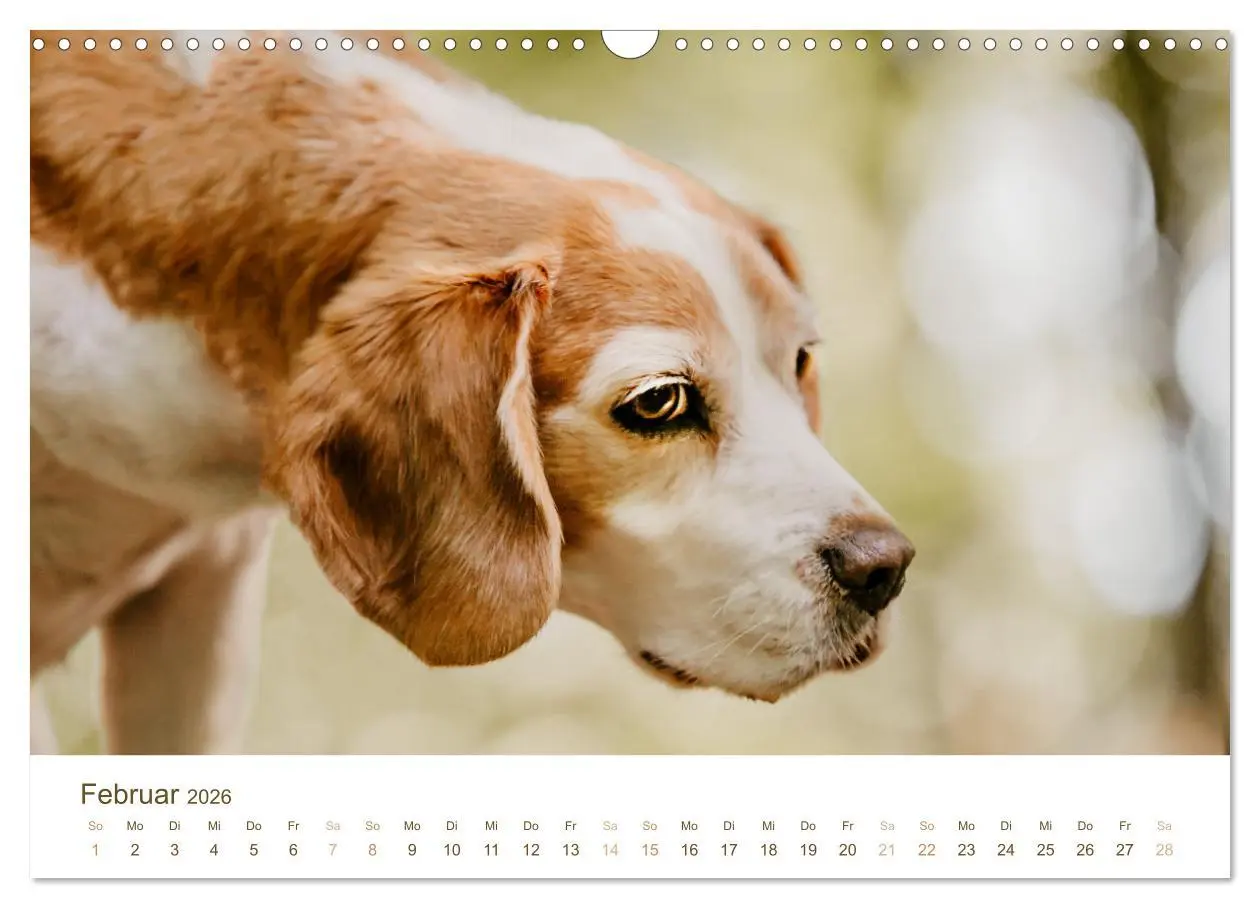 Bild: 9783457553947 | Beagle - Unser treuer Begleiter (Wandkalender 2026 DIN A3 quer),...