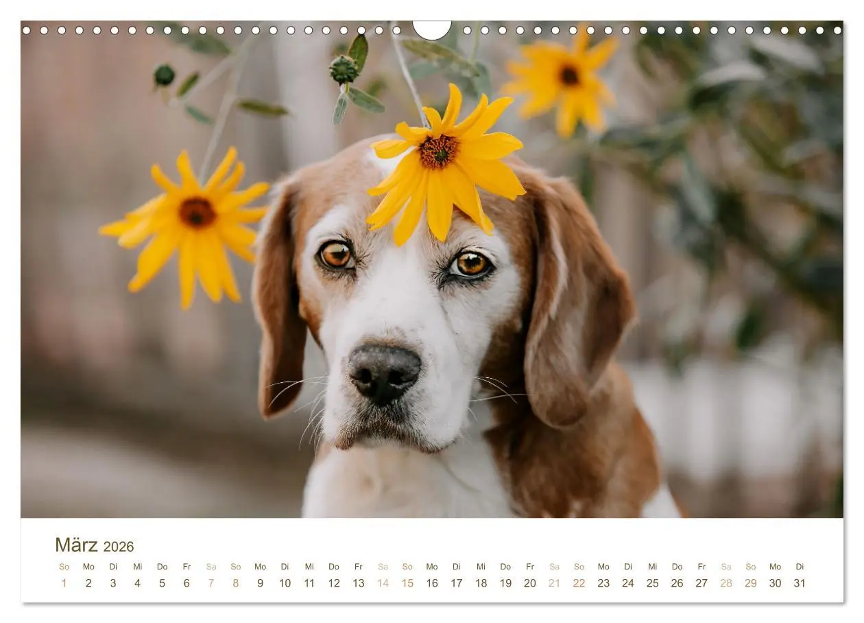 Bild: 9783457553947 | Beagle - Unser treuer Begleiter (Wandkalender 2026 DIN A3 quer),...
