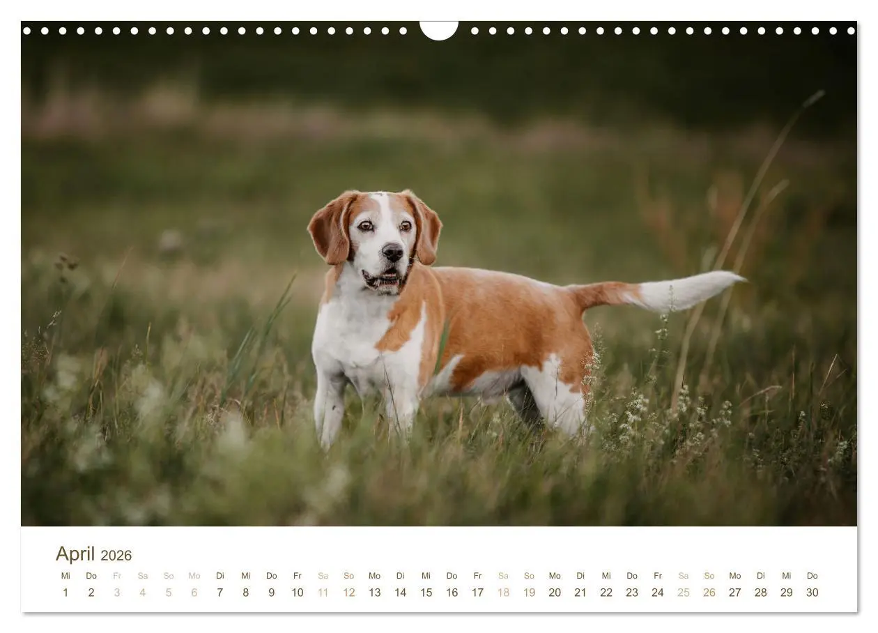 Bild: 9783457553947 | Beagle - Unser treuer Begleiter (Wandkalender 2026 DIN A3 quer),...