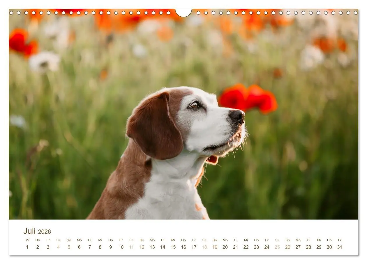 Bild: 9783457553947 | Beagle - Unser treuer Begleiter (Wandkalender 2026 DIN A3 quer),...