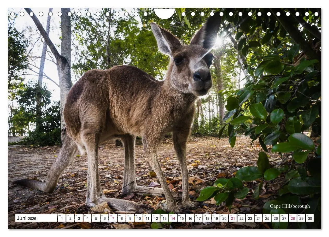 Bild: 9783457793947 | Australien Ostküste - von Cairns nach Sydney (Wandkalender 2026 DIN...