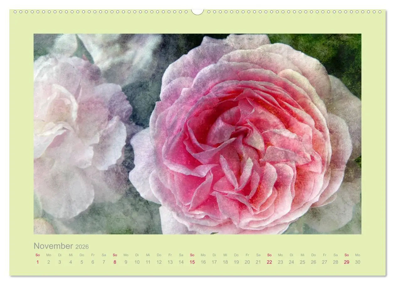 Bild: 9783516144147 | Romantische Rosen (Wandkalender 2026 DIN A2 quer), CALVENDO...