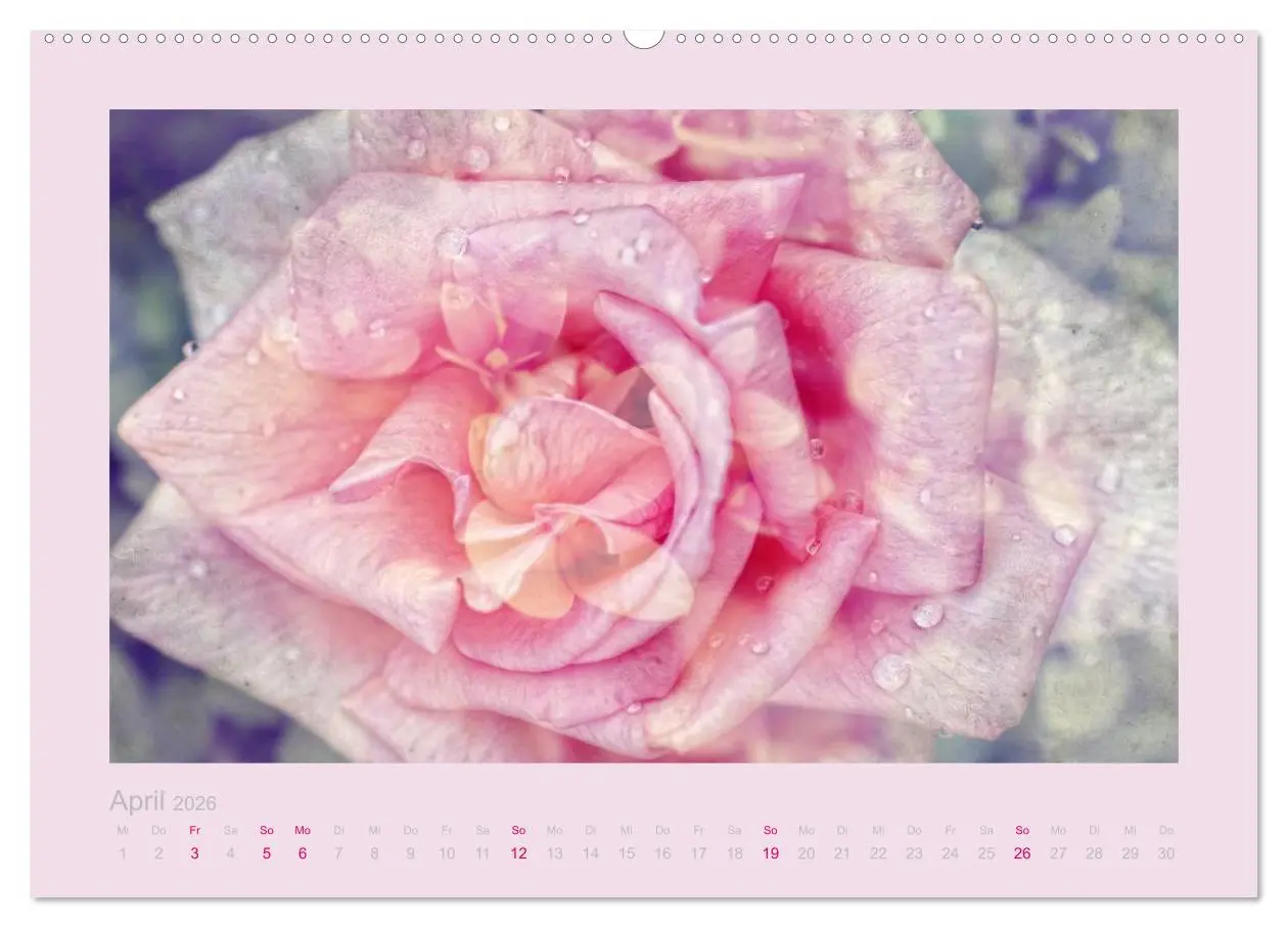Bild: 9783516144147 | Romantische Rosen (Wandkalender 2026 DIN A2 quer), CALVENDO...