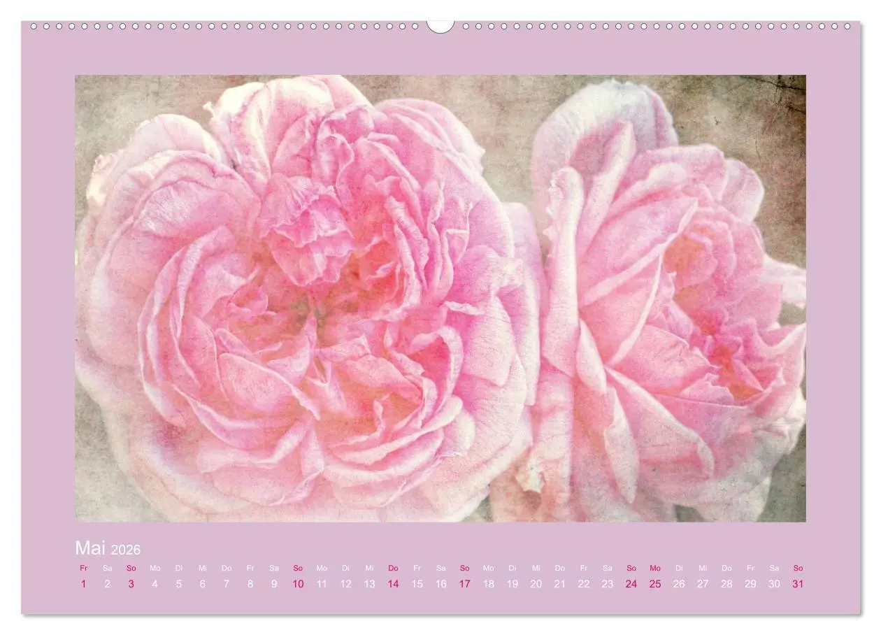 Bild: 9783516144147 | Romantische Rosen (Wandkalender 2026 DIN A2 quer), CALVENDO...
