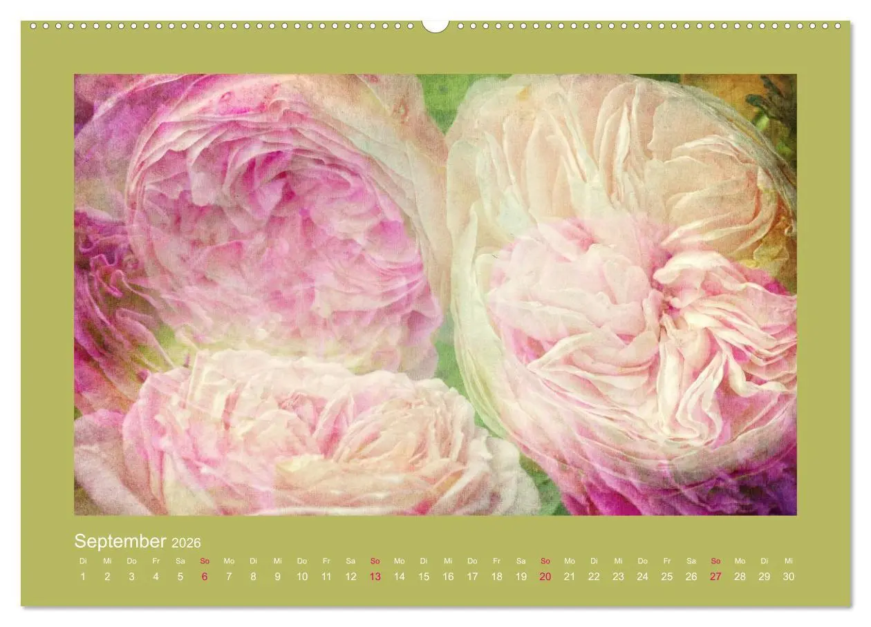 Bild: 9783516144147 | Romantische Rosen (Wandkalender 2026 DIN A2 quer), CALVENDO...