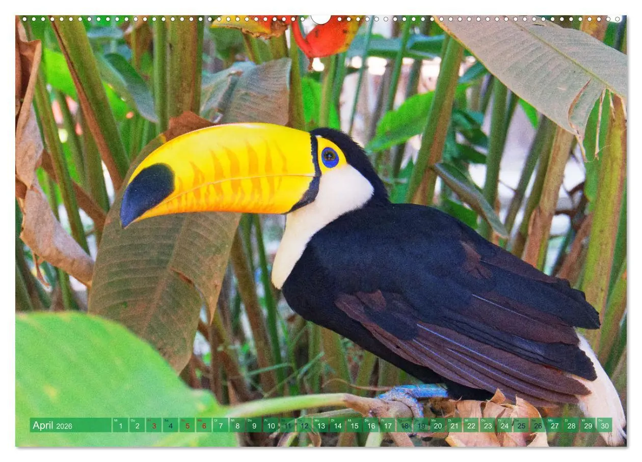 Bild: 9783457354247 | Entdecke Bolivien (Wandkalender 2026 DIN A2 quer), CALVENDO...