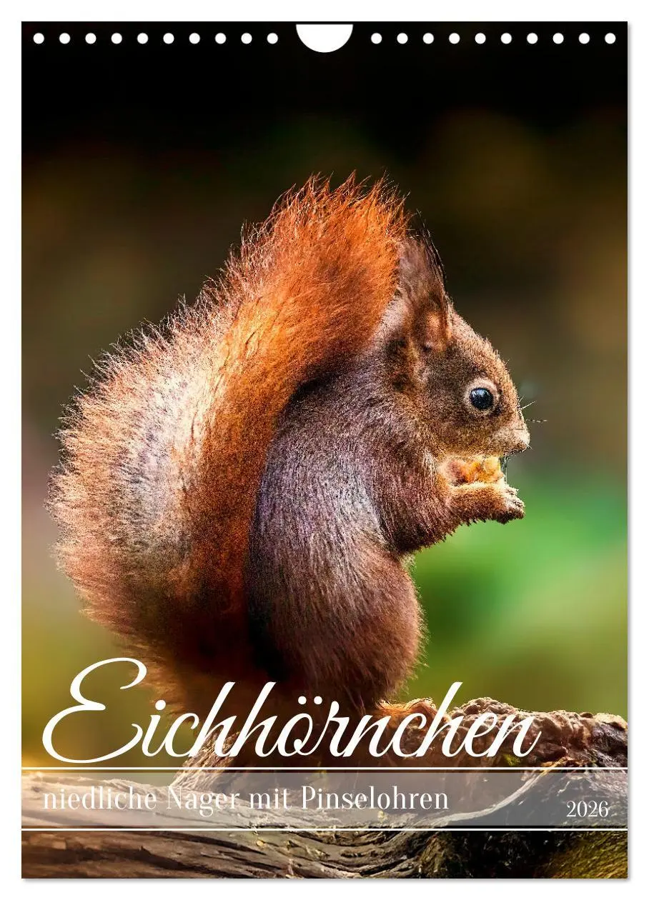 Cover: 9783457274347 | Niedlicher Nager - Das Eichhörnchen (Wandkalender 2026 DIN A4...