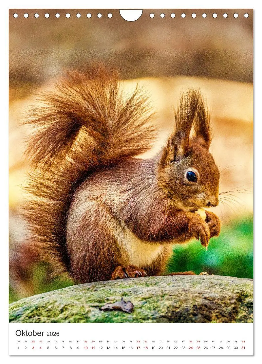 Bild: 9783457274347 | Niedlicher Nager - Das Eichhörnchen (Wandkalender 2026 DIN A4...