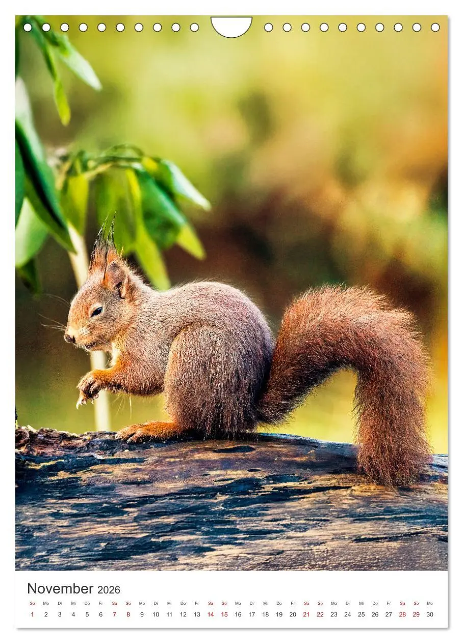 Bild: 9783457274347 | Niedlicher Nager - Das Eichhörnchen (Wandkalender 2026 DIN A4...