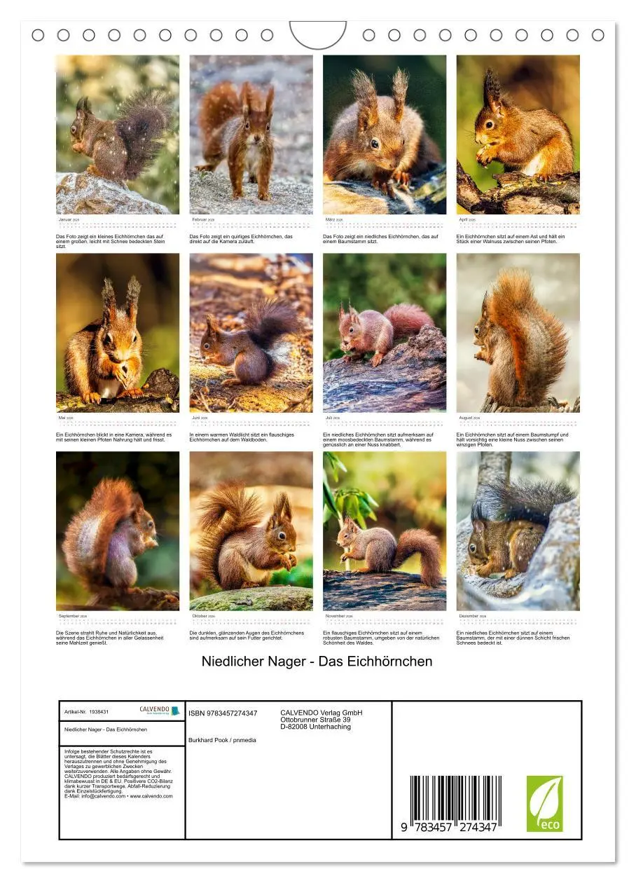Bild: 9783457274347 | Niedlicher Nager - Das Eichhörnchen (Wandkalender 2026 DIN A4...