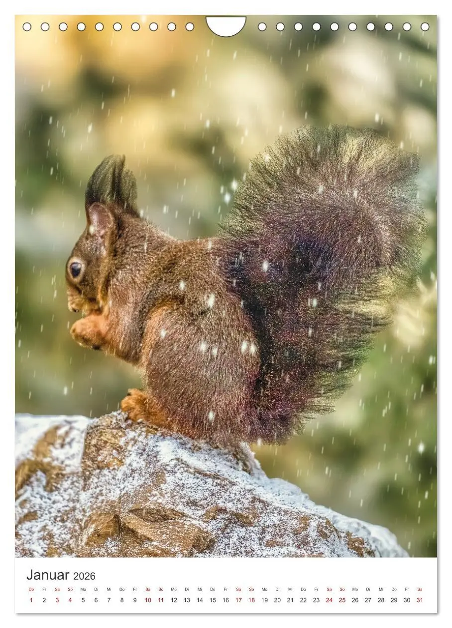 Bild: 9783457274347 | Niedlicher Nager - Das Eichhörnchen (Wandkalender 2026 DIN A4...