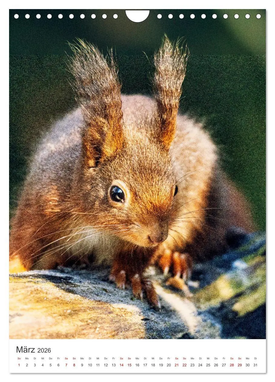 Bild: 9783457274347 | Niedlicher Nager - Das Eichhörnchen (Wandkalender 2026 DIN A4...