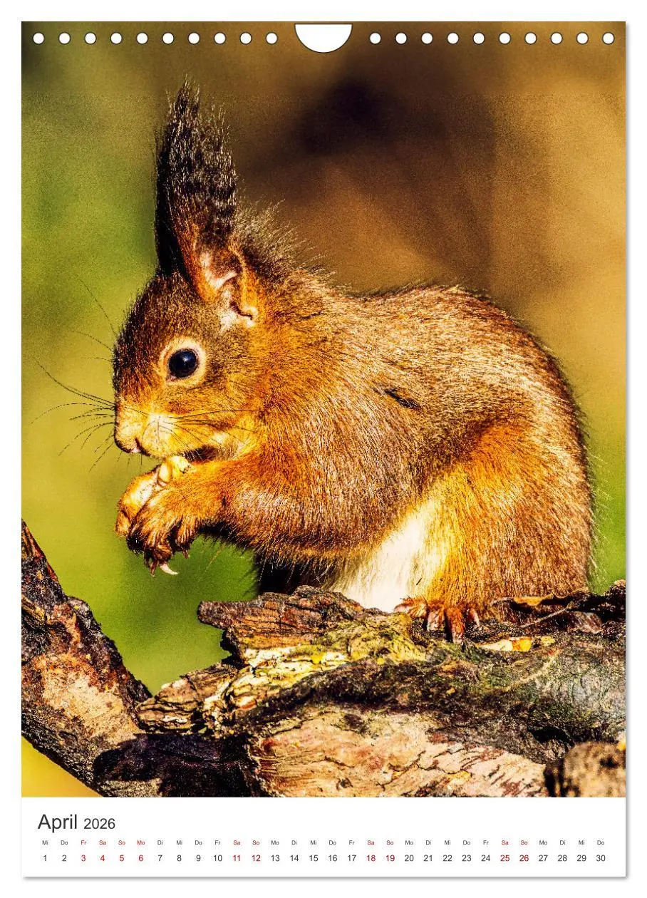 Bild: 9783457274347 | Niedlicher Nager - Das Eichhörnchen (Wandkalender 2026 DIN A4...