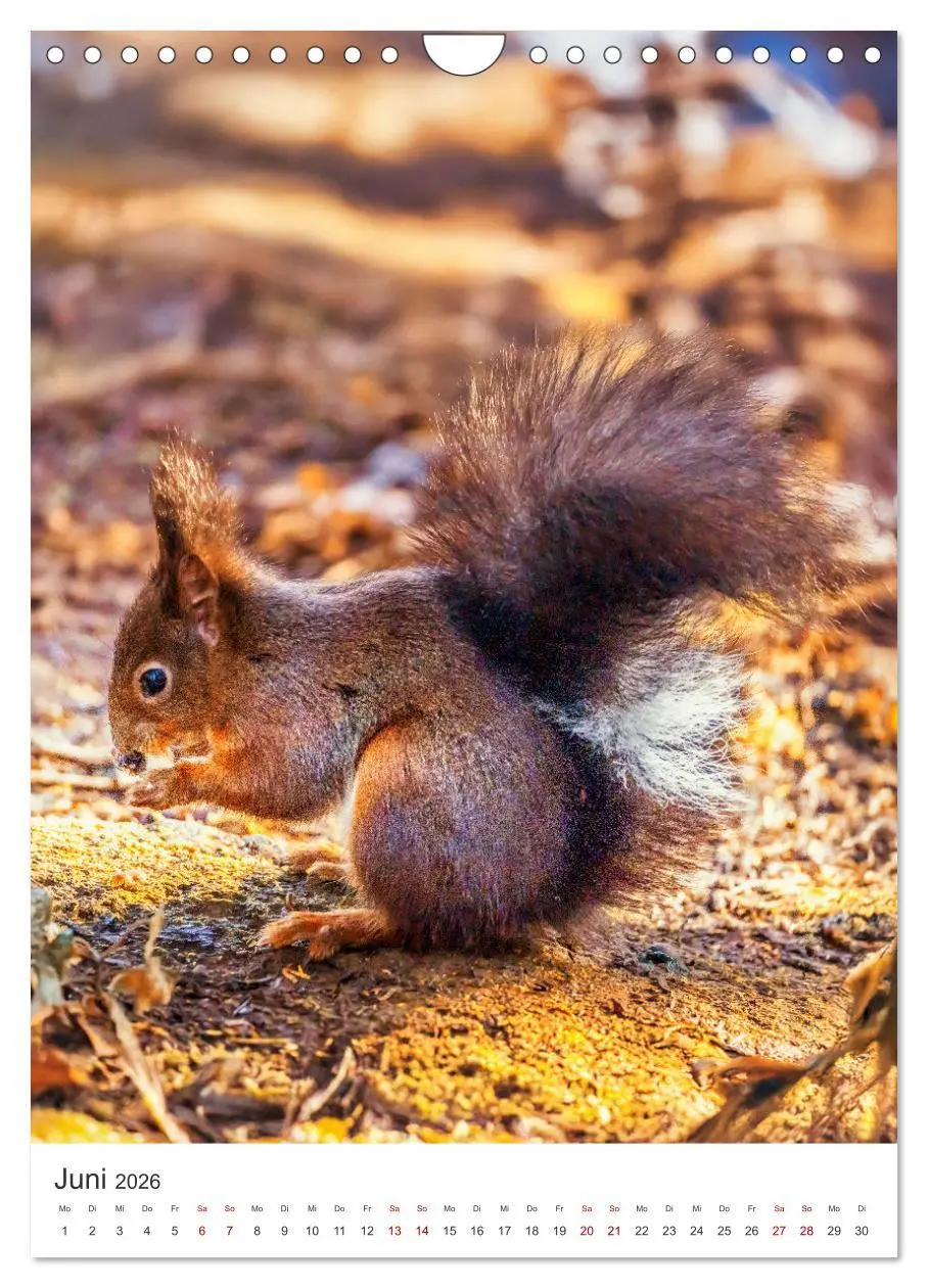Bild: 9783457274347 | Niedlicher Nager - Das Eichhörnchen (Wandkalender 2026 DIN A4...