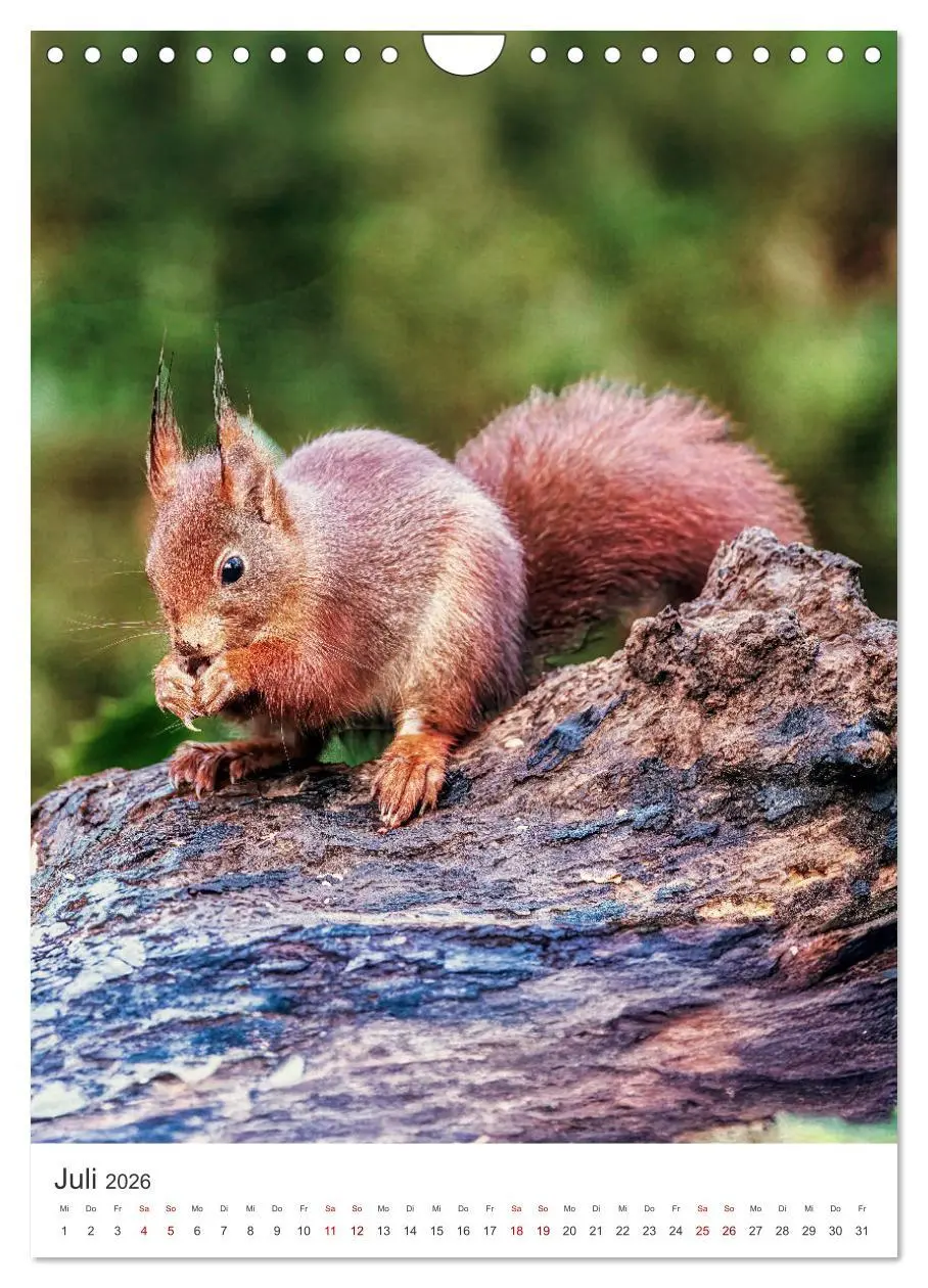 Bild: 9783457274347 | Niedlicher Nager - Das Eichhörnchen (Wandkalender 2026 DIN A4...