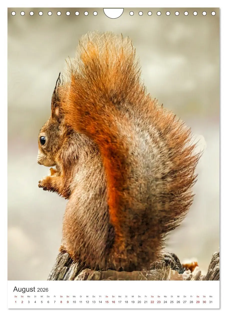 Bild: 9783457274347 | Niedlicher Nager - Das Eichhörnchen (Wandkalender 2026 DIN A4...