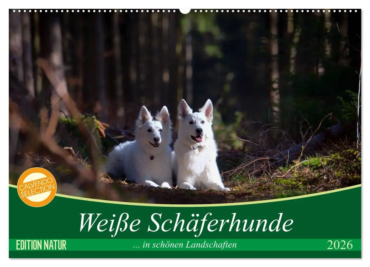 Cover: 9783457884447 | Weiße Schäferhunde in schönen Landschaften (Wandkalender 2026 DIN...