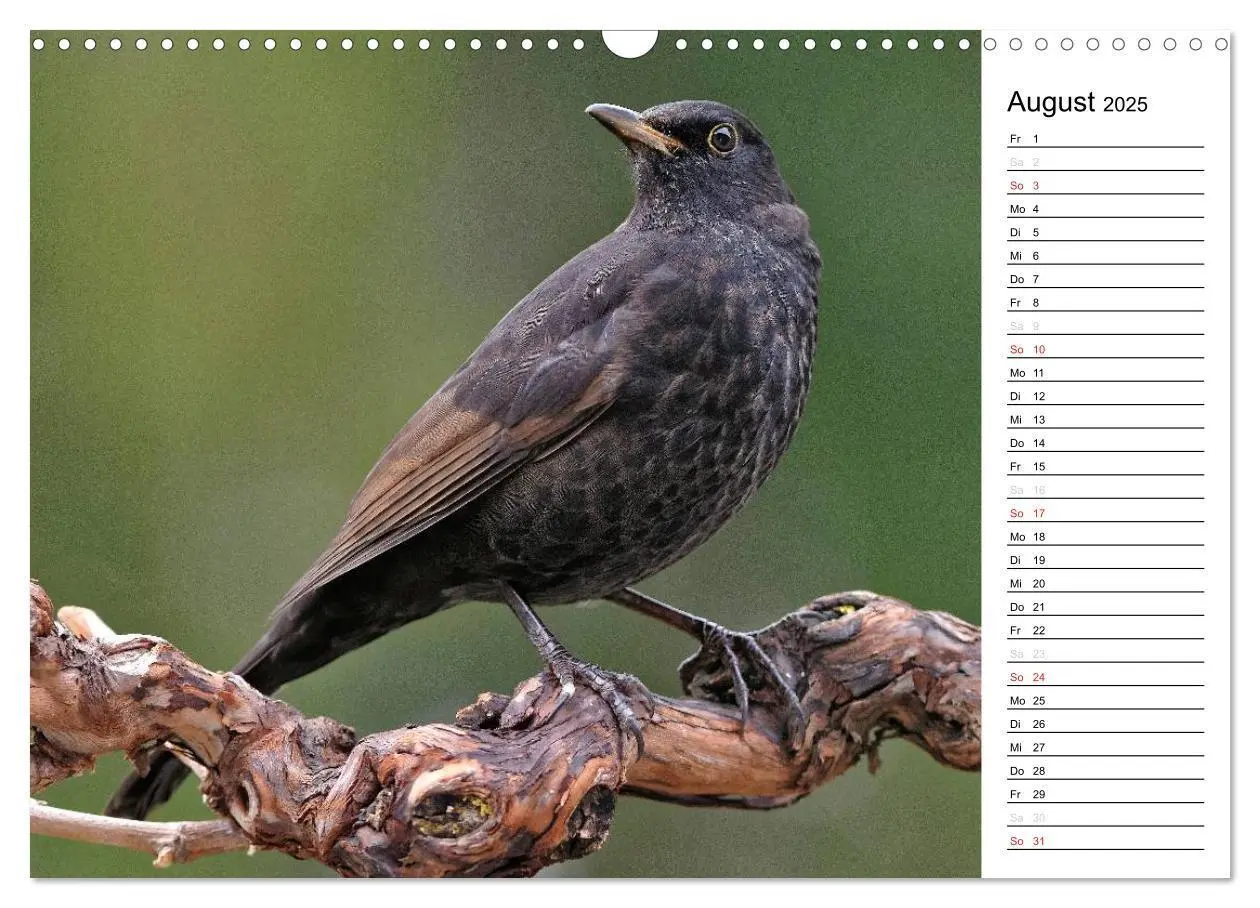 Bild: 9783435544547 | Unsere heimischen Gartenvögel (Wandkalender 2025 DIN A3 quer),...