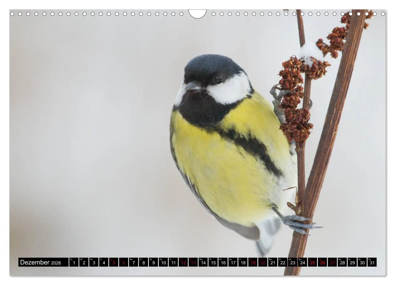 Bild: 9783457864647 | Vögel aus dem Garten (Wandkalender 2026 DIN A3 quer), CALVENDO...