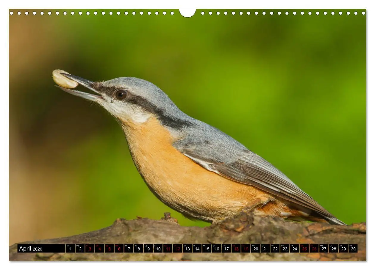 Bild: 9783457864647 | Vögel aus dem Garten (Wandkalender 2026 DIN A3 quer), CALVENDO...
