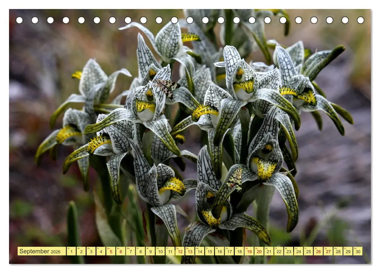 Bild: 9783457934647 | Märchenwelt Patagonien (Tischkalender 2026 DIN A5 quer), CALVENDO...