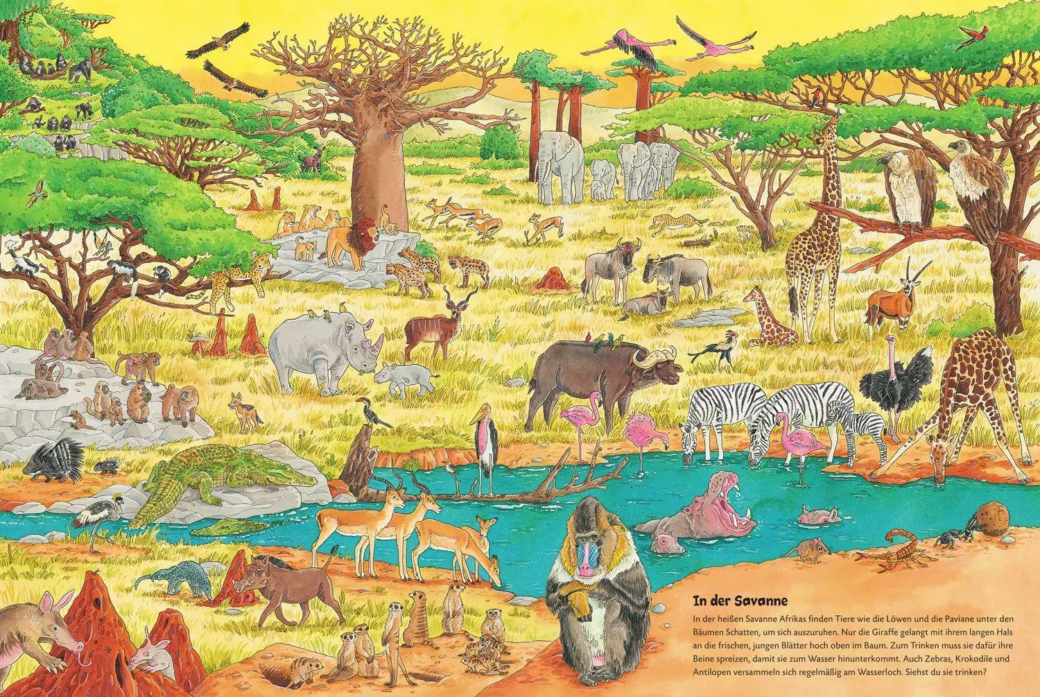 Bild: 9783737334747 | Duden 24+: Igel, Frosch &amp; Elefant: Das große Wimmelbuch der Tiere