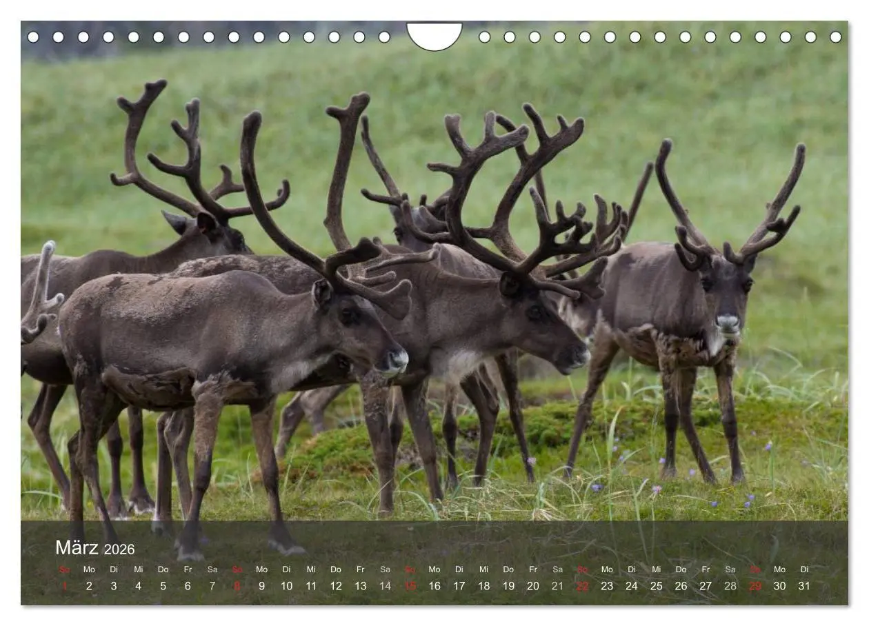Bild: 9783516174847 | Lappland 2026 (Wandkalender 2026 DIN A4 quer), CALVENDO Monatskalender