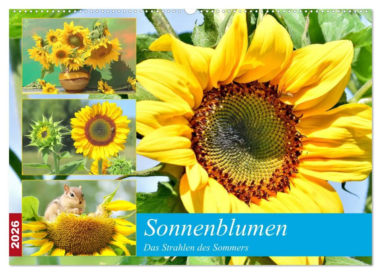 Cover: 9783457764947 | Sonnenblumen. Das Strahlen des Sommers (Wandkalender 2026 DIN A2...