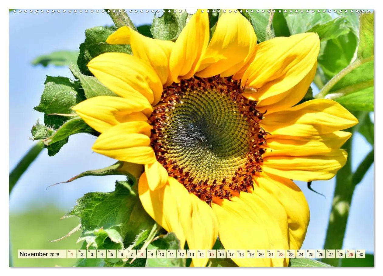 Bild: 9783457764947 | Sonnenblumen. Das Strahlen des Sommers (Wandkalender 2026 DIN A2...